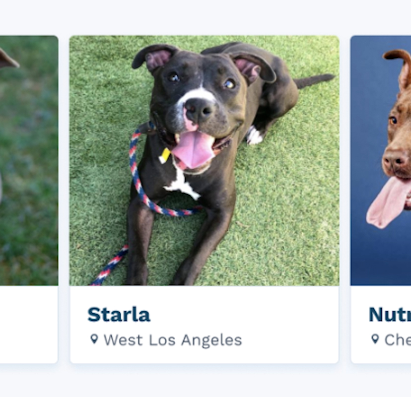 Los Angeles Animal Services promotes and protects the health, safety